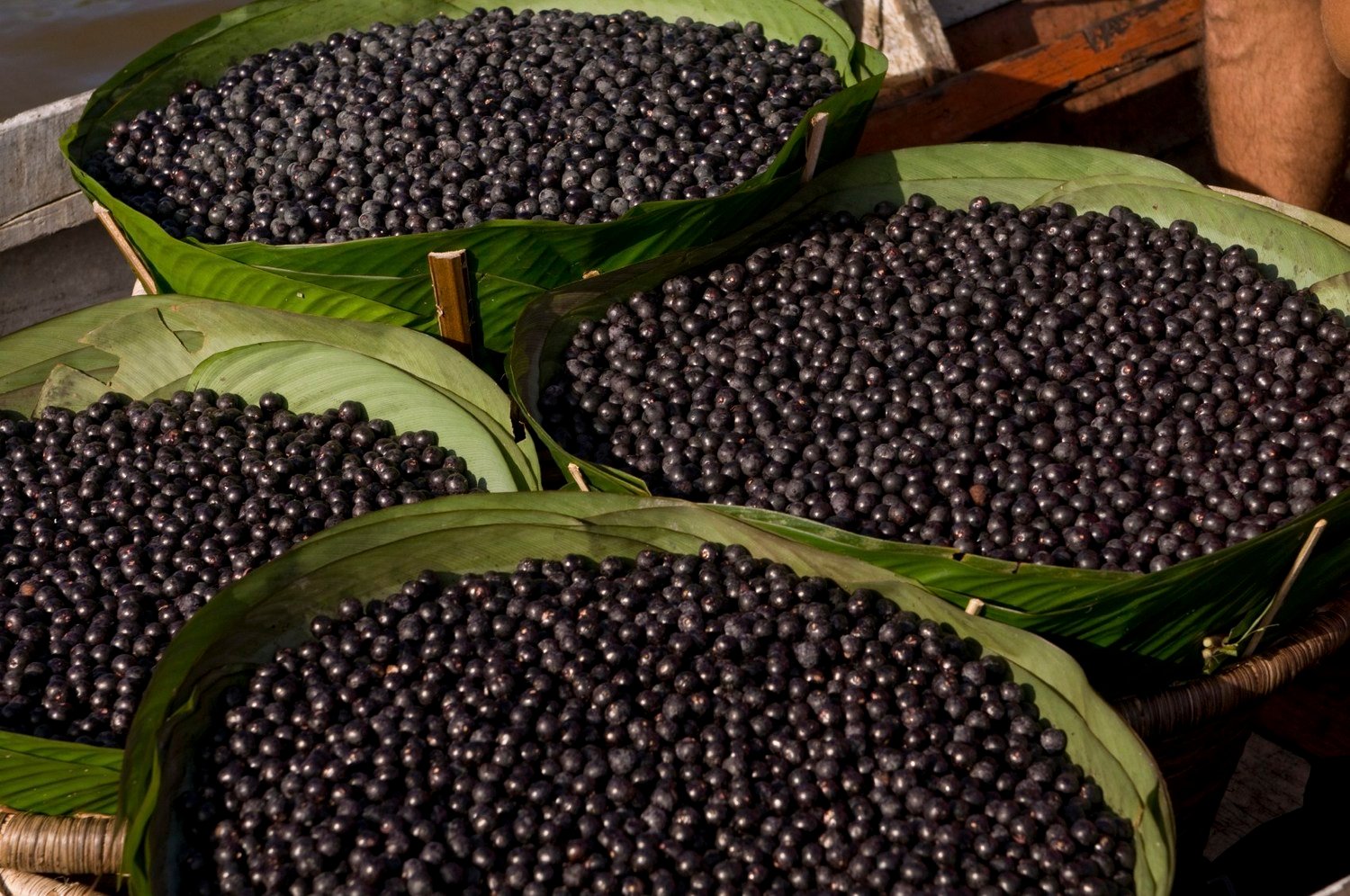 Acai Products Influencing Metabolism Rate